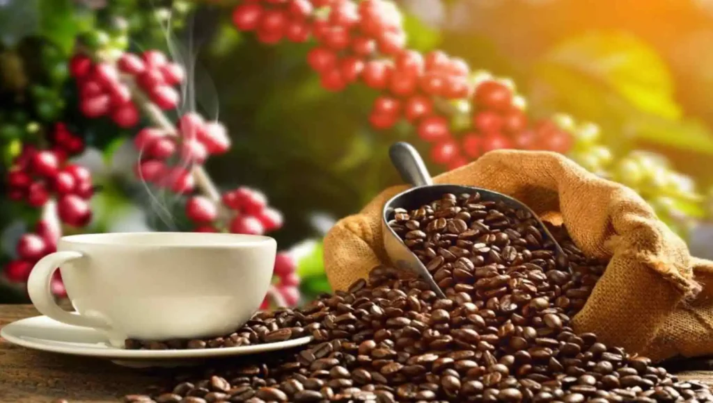 café organico qualidade e sabor